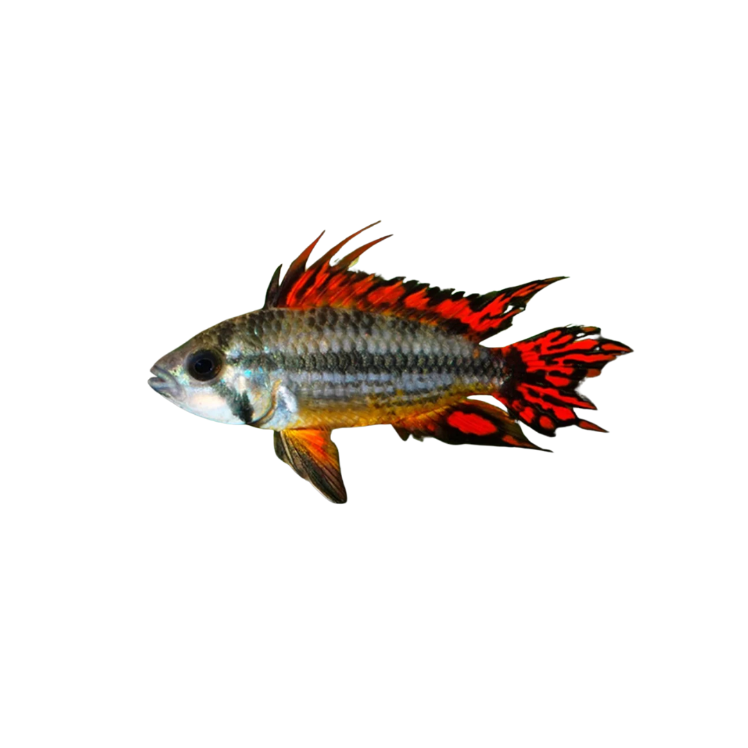 Cockatoo Dwarf Cichlid 'Super Red' Pairs - 5cm (Apistogramma cacatuoides) (Live Fish)