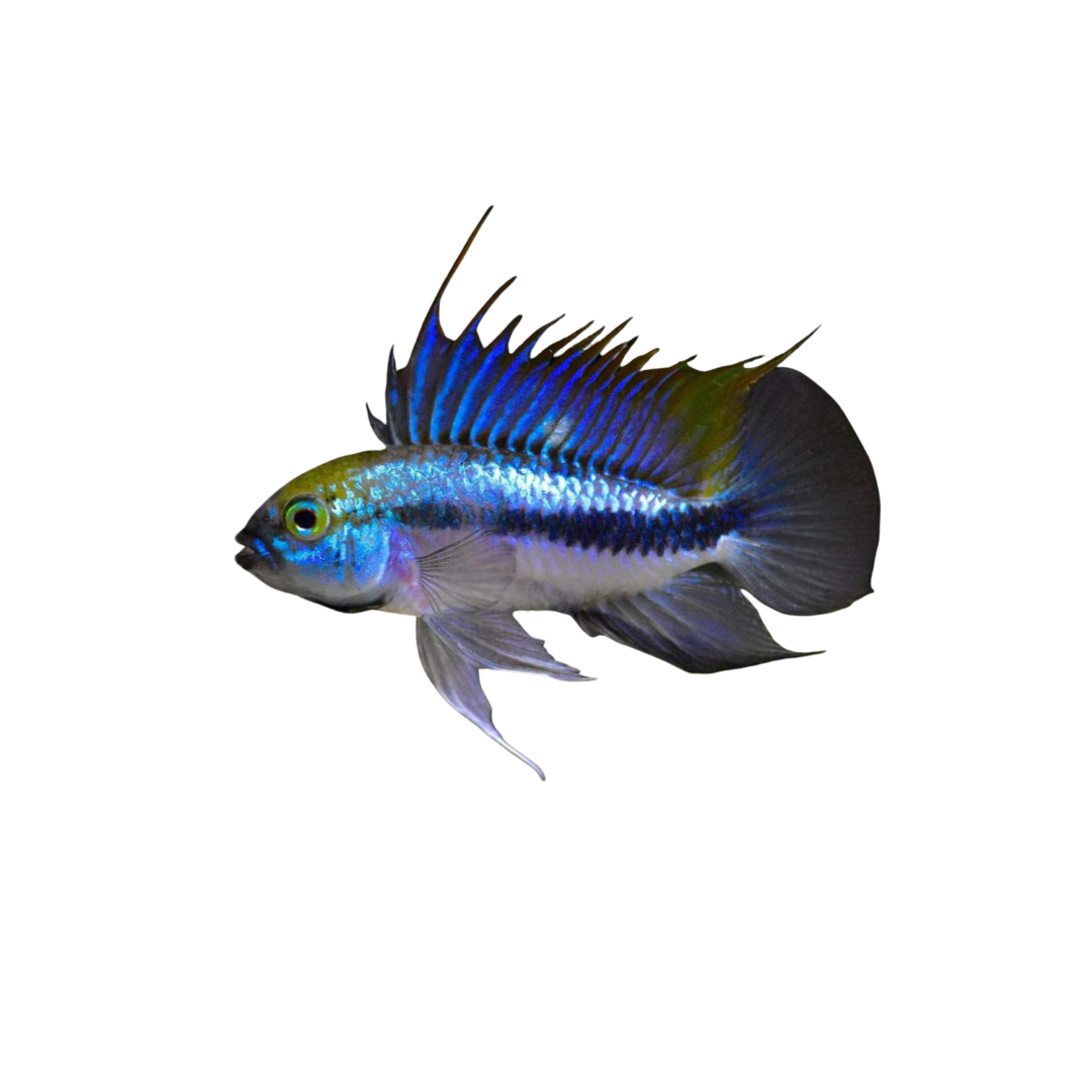 Apistogramma Trifasciata (Pairs) (Live Fish)