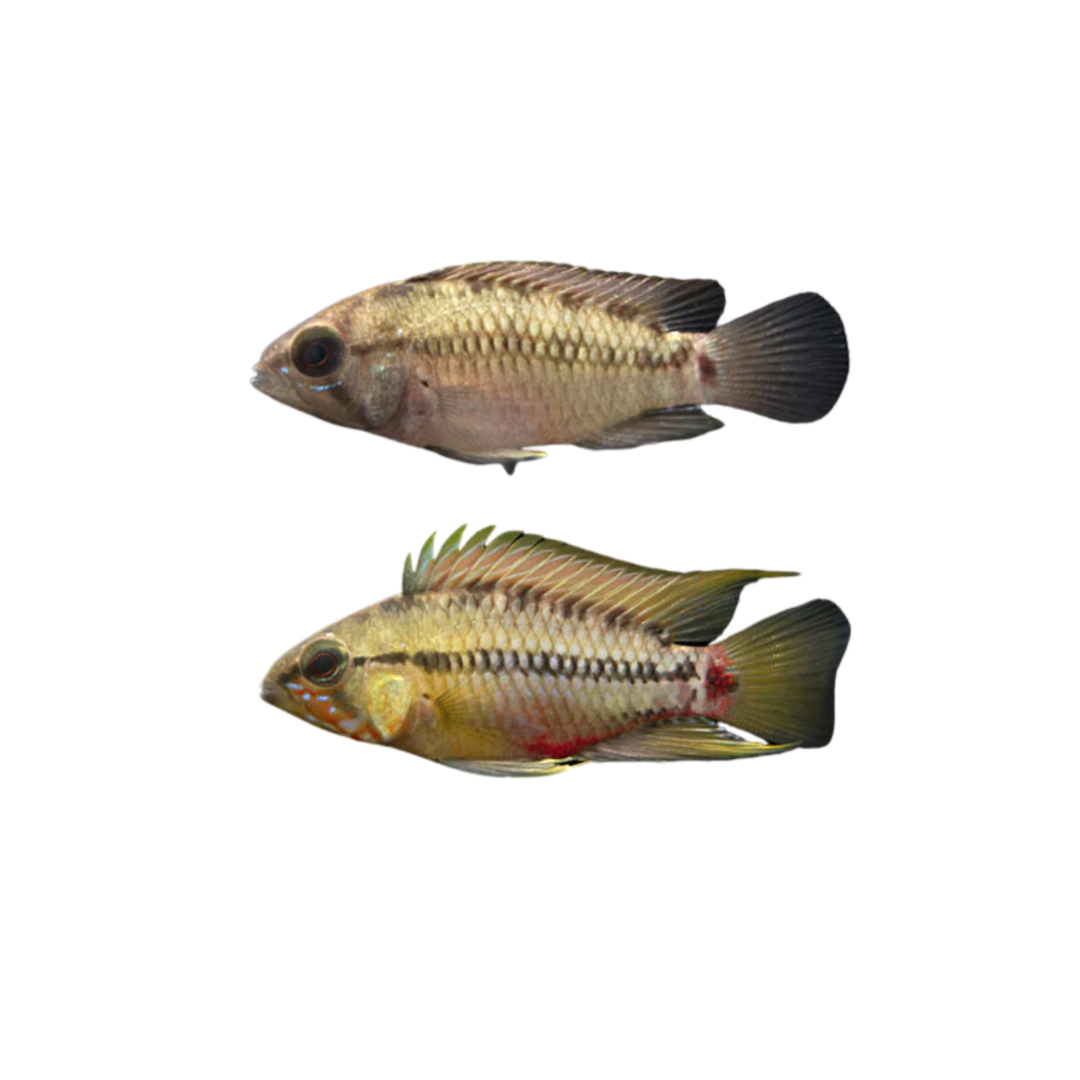 Apistogramma Hongsloi - 5cm (Pair) (Live Fish)