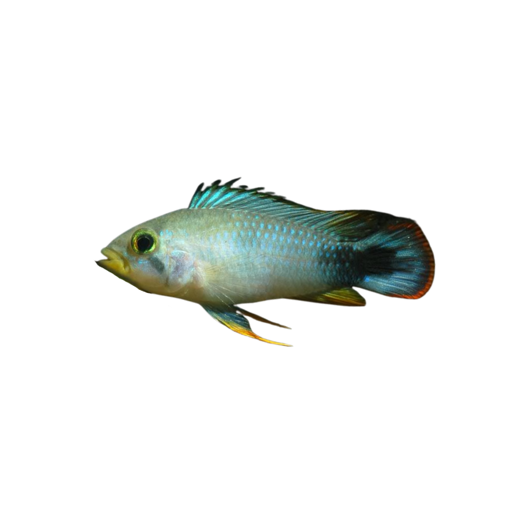 Blue Panda Apisto (Apistogramma Panduro) (Live Fish)