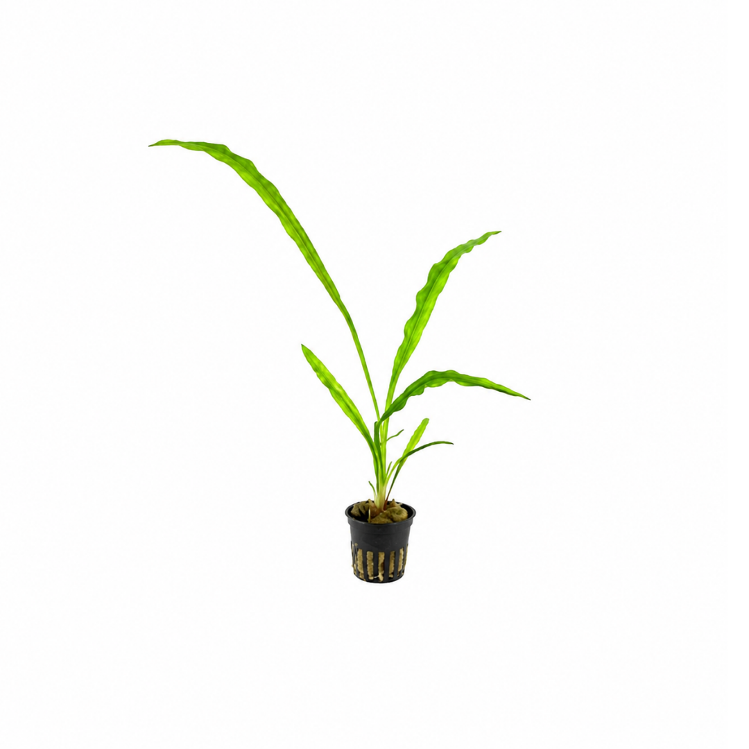 Aponogeton Undulatus (Live Plant)