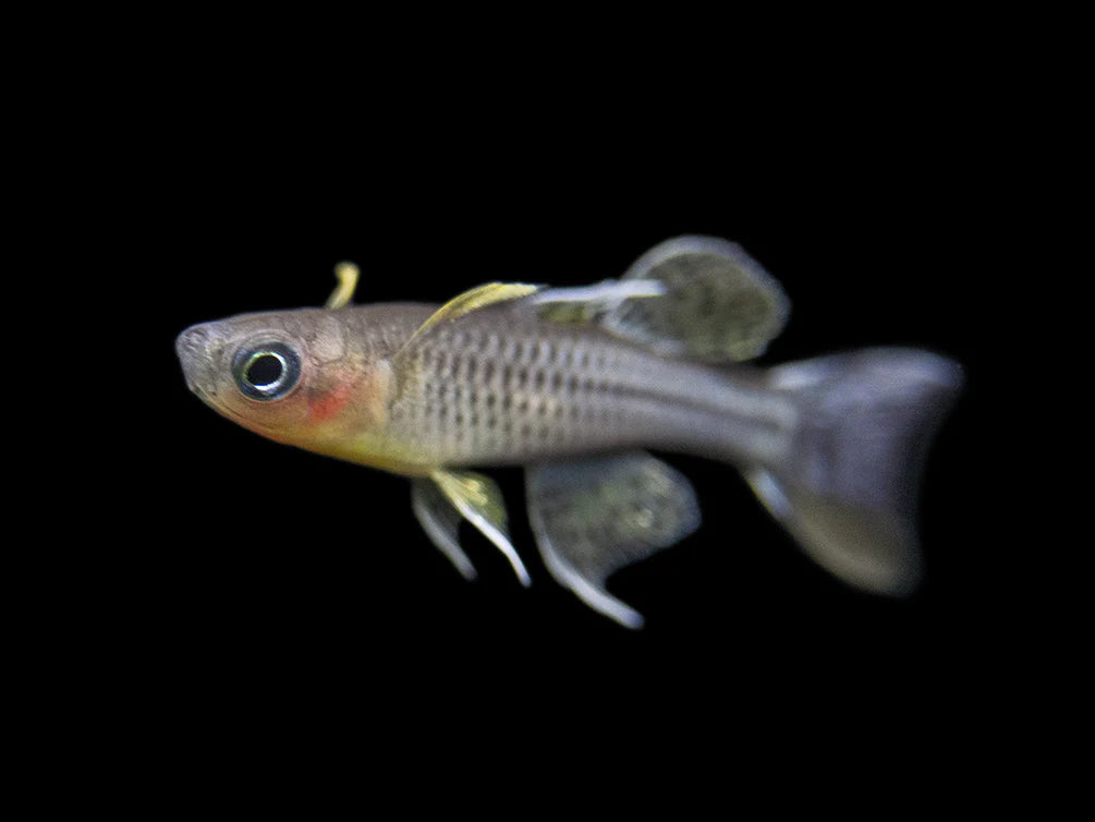 Spotted Blue Eye (Aru II) (Pseudomugil gertrudae) (1-2cm) - Bred By Nick