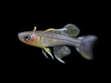 Spotted Blue Eye (Aru II) (Pseudomugil gertrudae) (1-2cm) - Bred By Nick