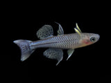 Spotted Blue Eye (Aru II) (Pseudomugil gertrudae) (1-2cm) - Bred By Nick
