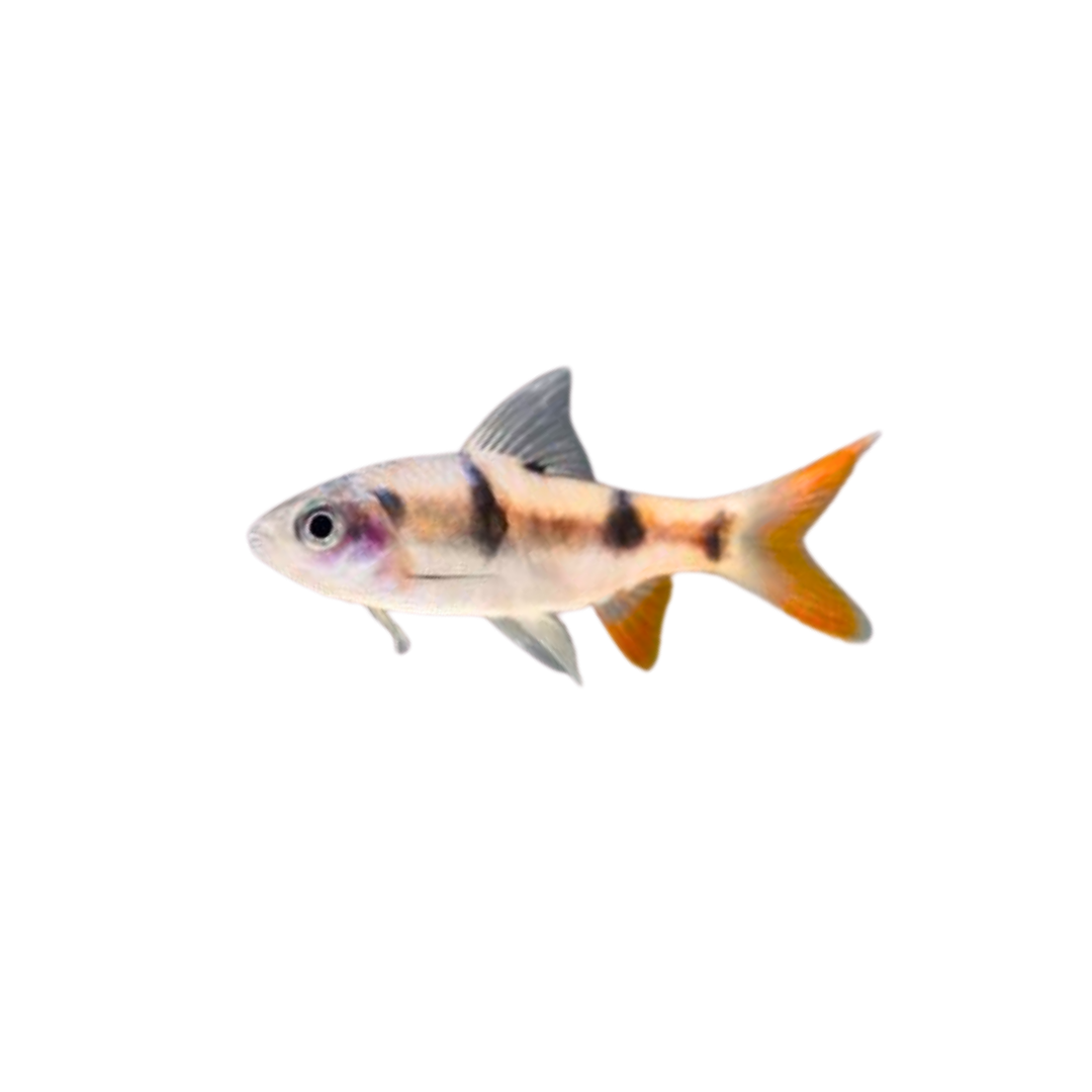 Arulius Barb - 4cm (Dawkinsia arulius) (Live Fish)