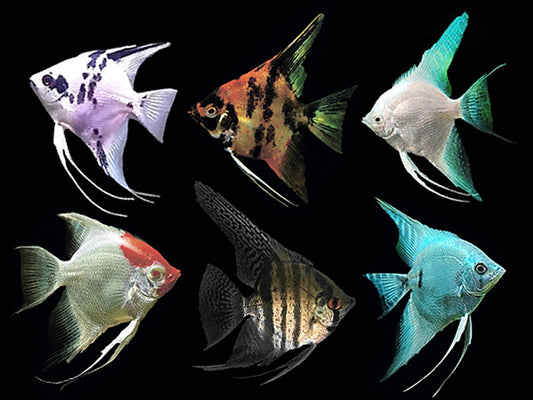 Mixed Angelfish (3-4cm) (Pack of 5) - Home Bred