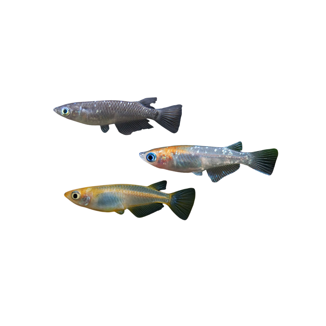 Assorted Medaka - 3cm (Oryzias latipes) (Live Fish)