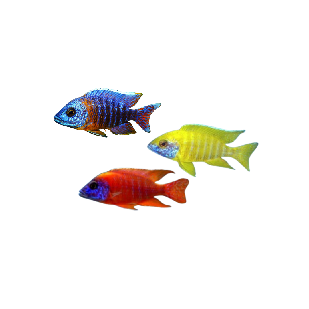 Assorted Peacock Cichlids - 7cm (Aulonocara spp.) (Live Fish)