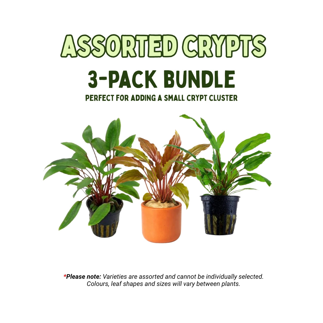 Assorted Cryptocoryne Bundle
