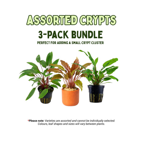 Assorted Cryptocoryne Bundle