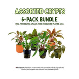 Assorted Cryptocoryne Bundle