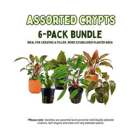 Assorted Cryptocoryne Bundle