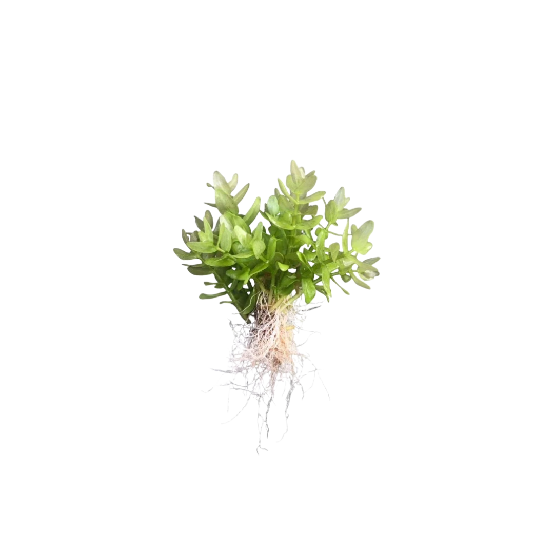 Bacopa 'Japan' (Bacopa sp. 'Japan') (Live Fish)