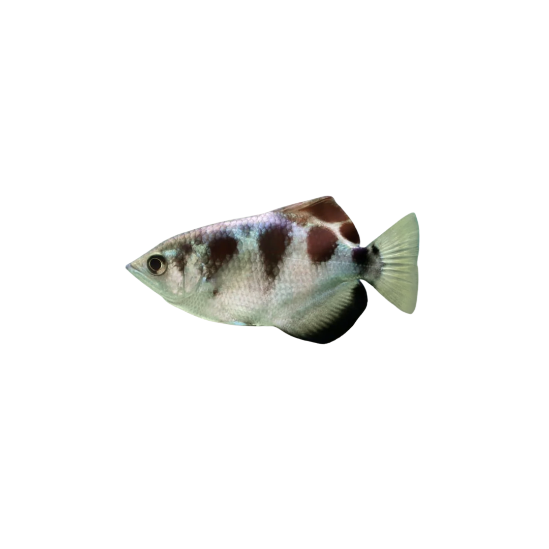 Banded Archerfish - 7cm (Toxotes jaculatrix) (Live Fish)