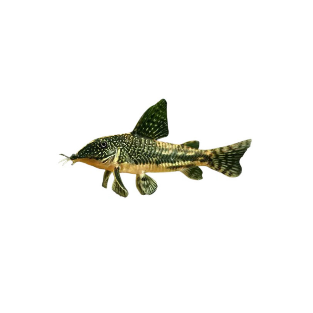Barbatus Corydoras - 4cm (Corydoras barbatus) (Live Fish)