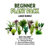 Beginner Plant Pack