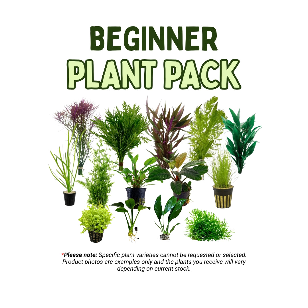 Beginner Plant Pack
