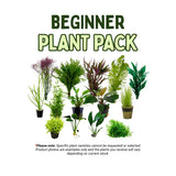Beginner Plant Pack