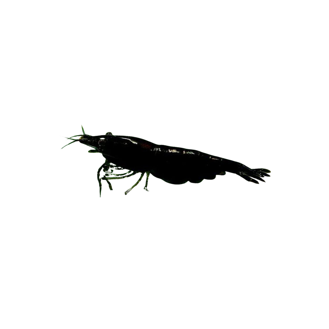 Black Cherry Shrimp - 2cm (Neocaridina davidi) (Live Shrimp)