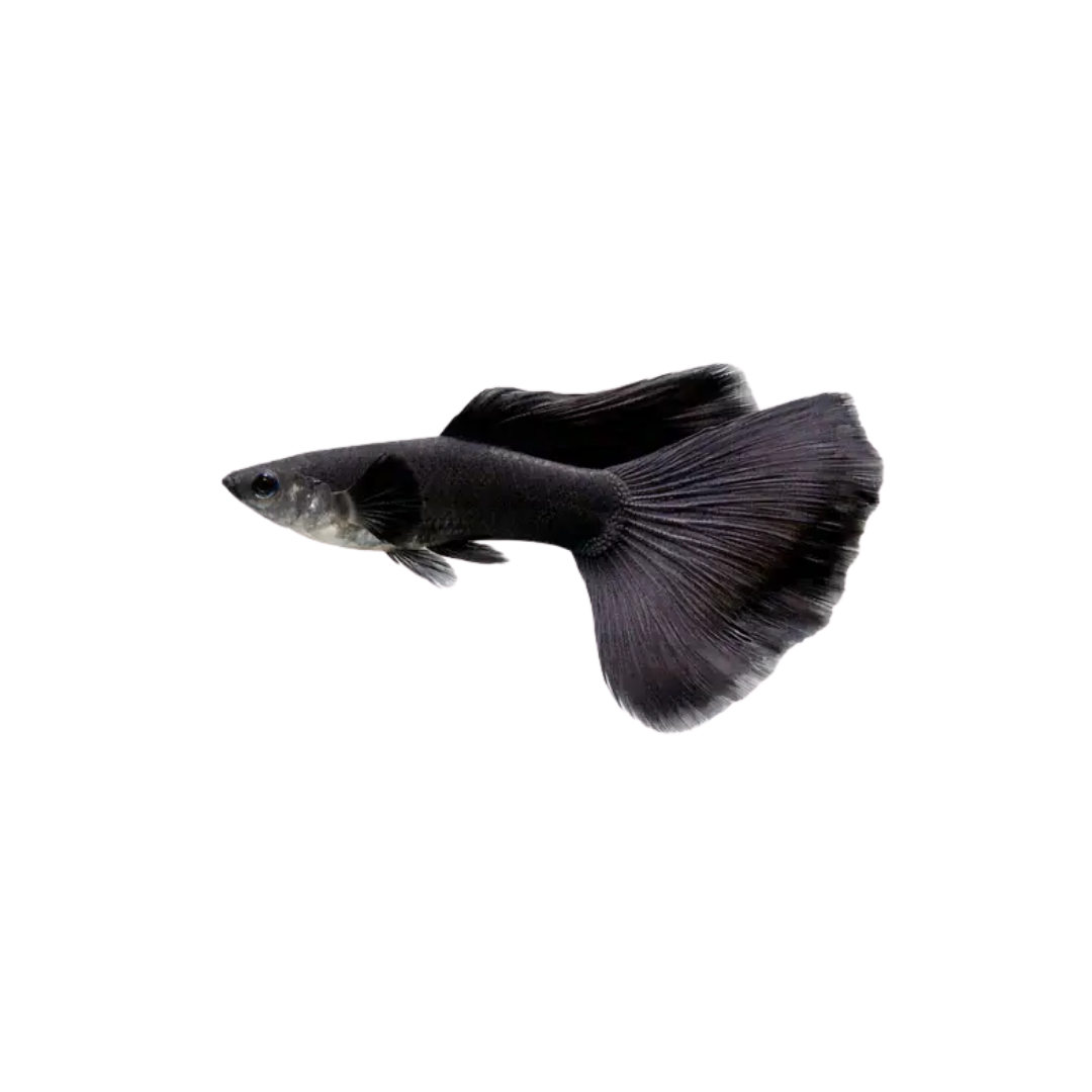 Black Moscow Guppy - 3cm (Poecilia reticulata) (Live Fish)