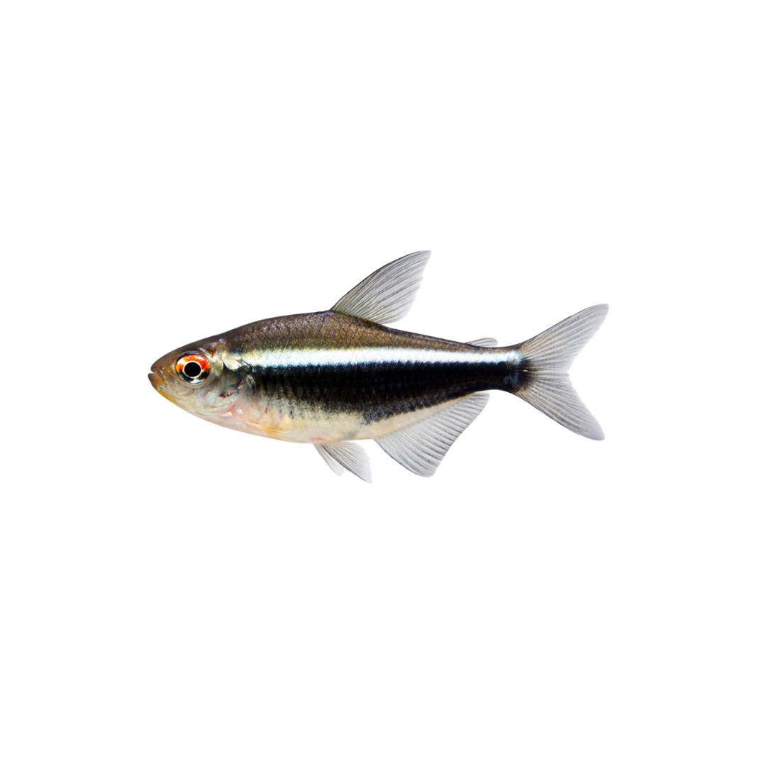 Black Neon Tetra - 4cm (Hyphessobrycon herbertaxelrodi) (Live Fish)