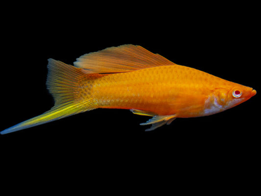 Red Eye Marigold Swordtail (4cm)