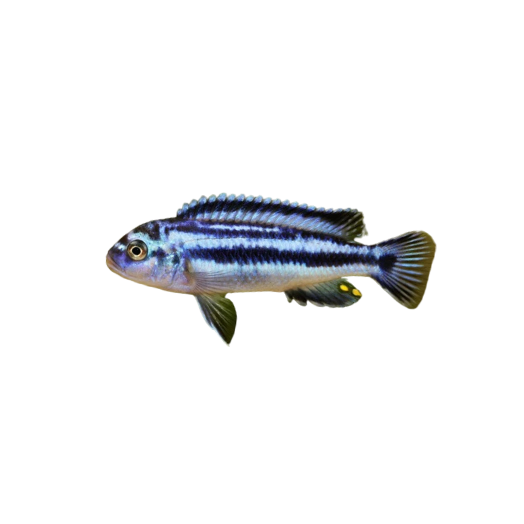 Blue-Gray Mbuna - 3.5cm (Melanochromis johanni) (Live Fish)