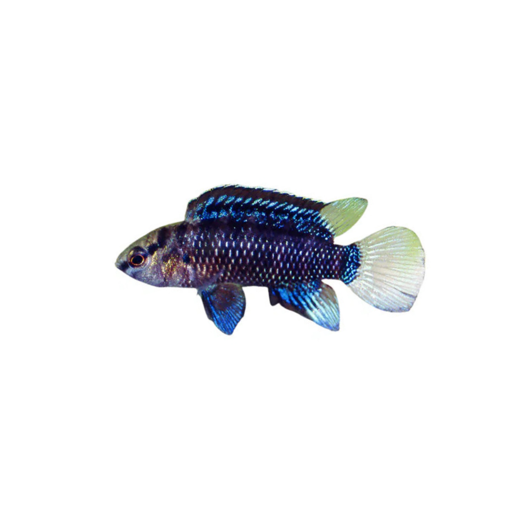 Blue Badis - 1.5cm (Badis badis) (Live Fish)