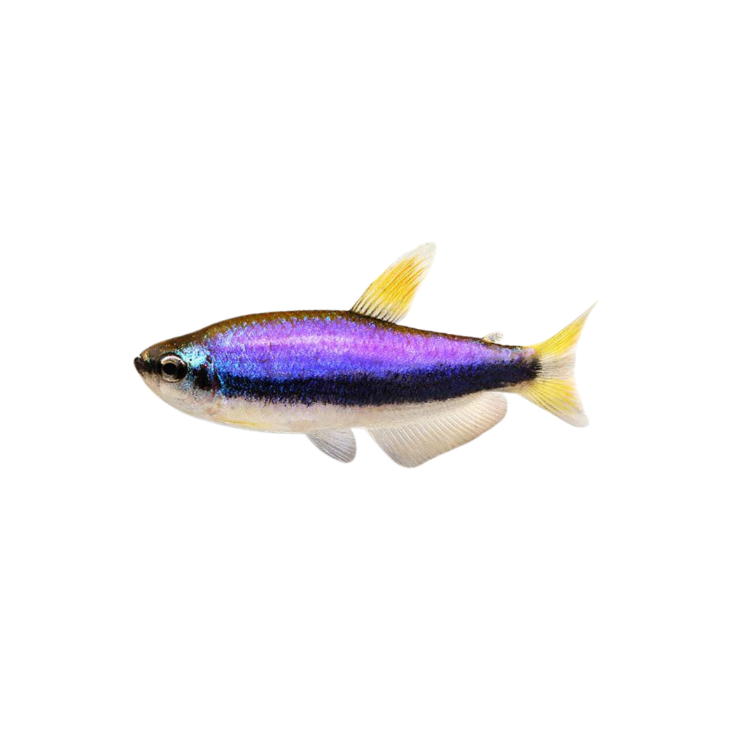 Blue Emperor Tetra - 5cm (Inpaichthys kerri) (Live Fish)