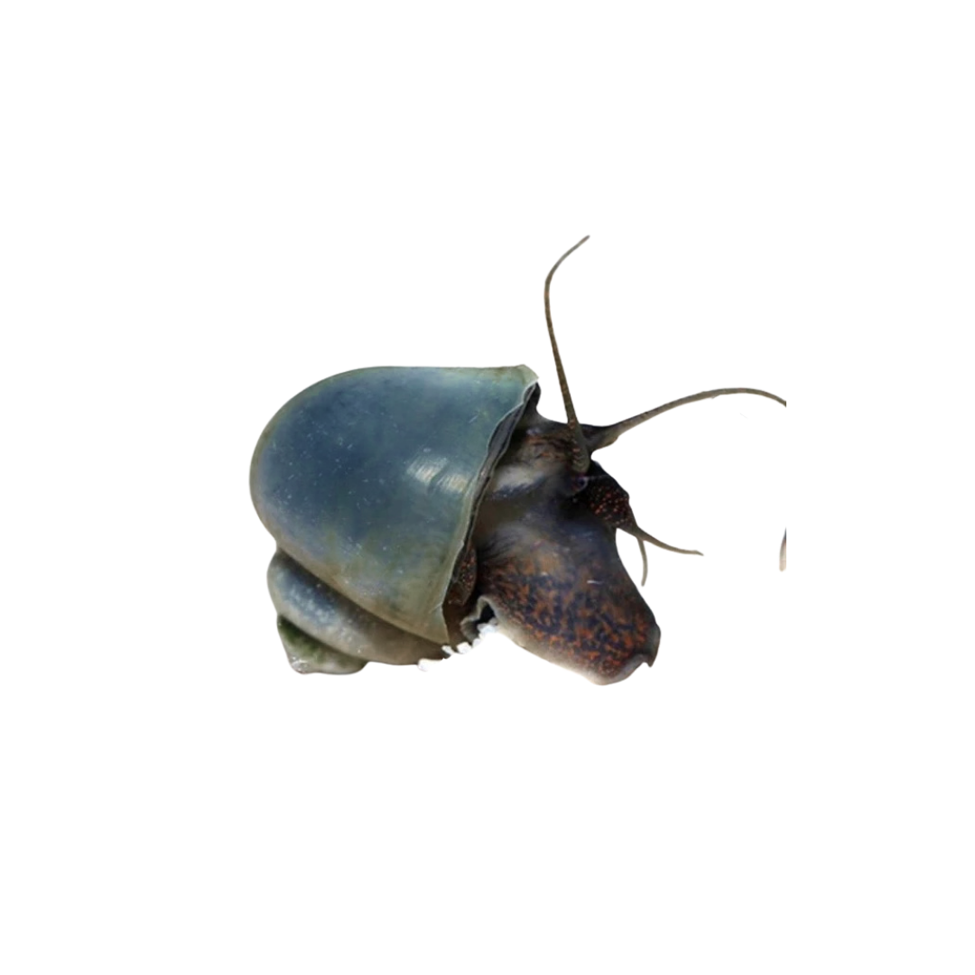Blue Mystery Snail - 4cm (Pomacea diffusa) (Live Snail)