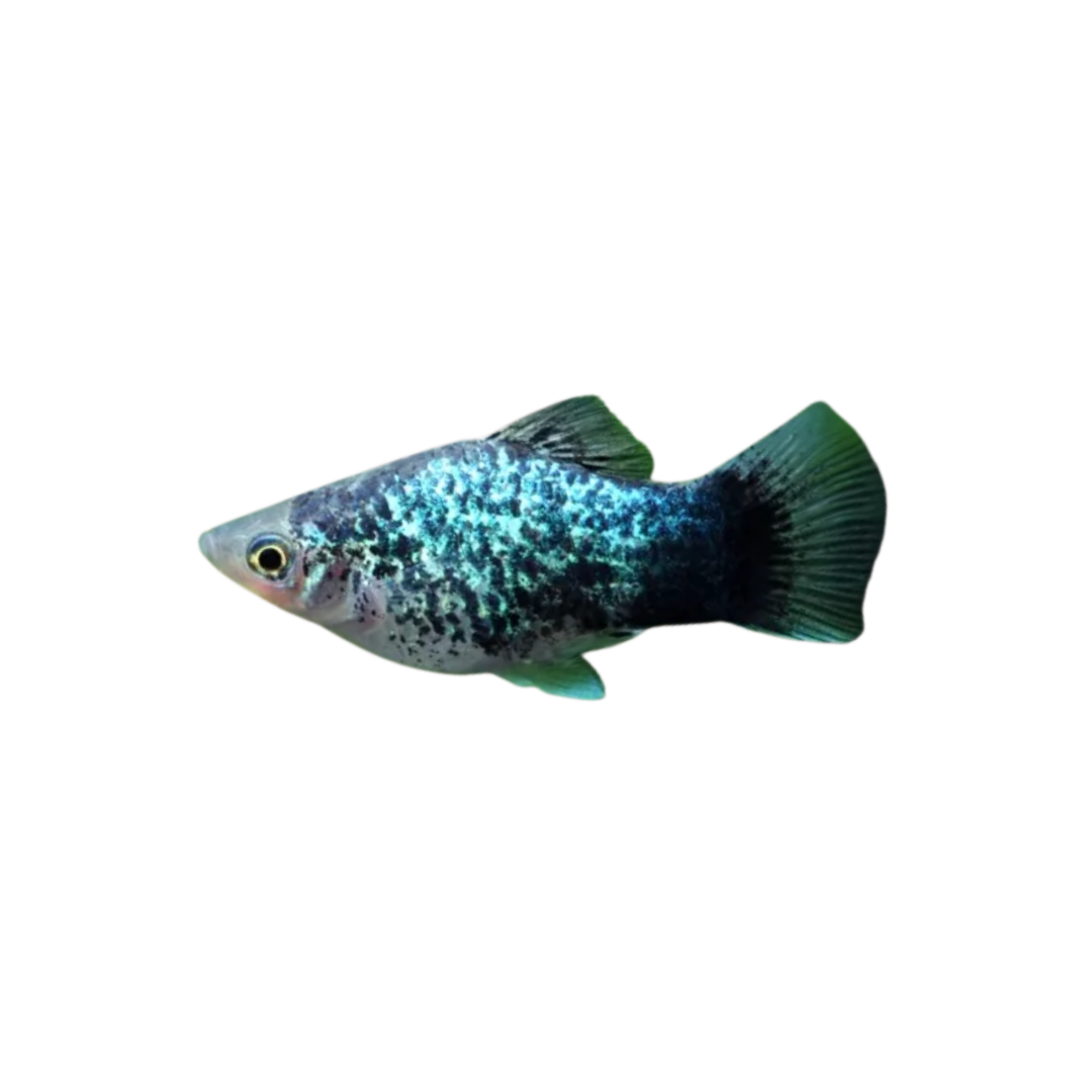 Blue Spotted Platy - 3cm (Xiphophorus maculatus) (Live Fish)