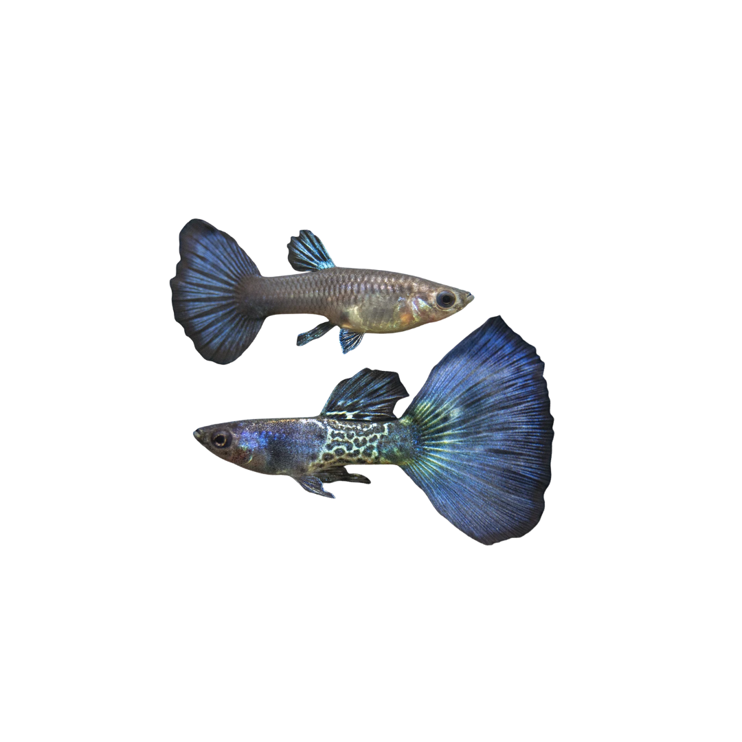 Blue Metal Snakeskin Guppy PAIR - 3cm (Poecilia reticulata) (Live Fish)