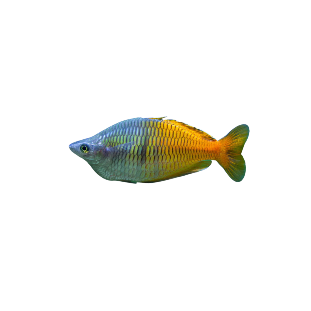 Boesemani Rainbowfish - 10cm Adult (Melanotaenia boesemani) (Live Fish)