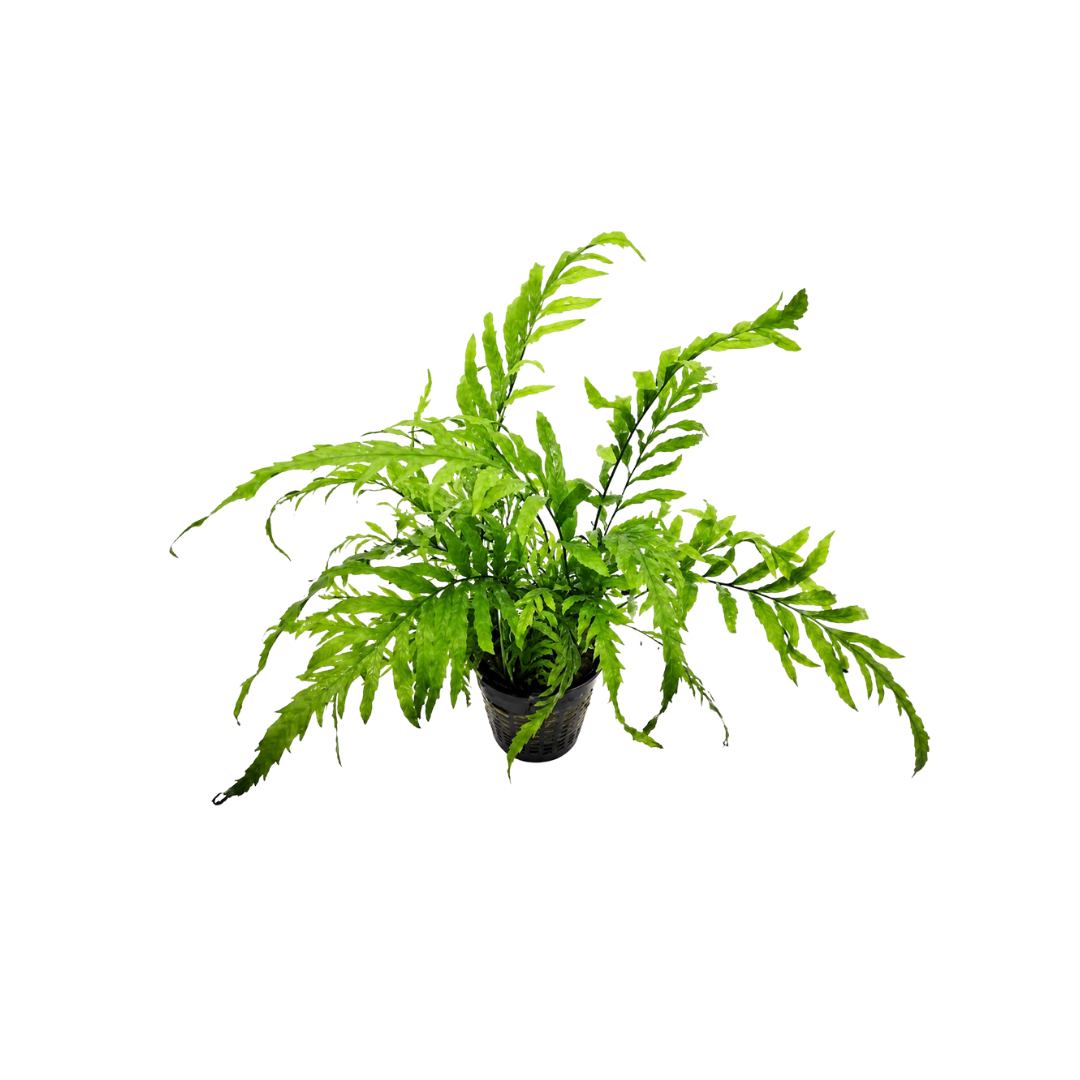 Bolbitis 'Dragon Tail' (Live Plant)
