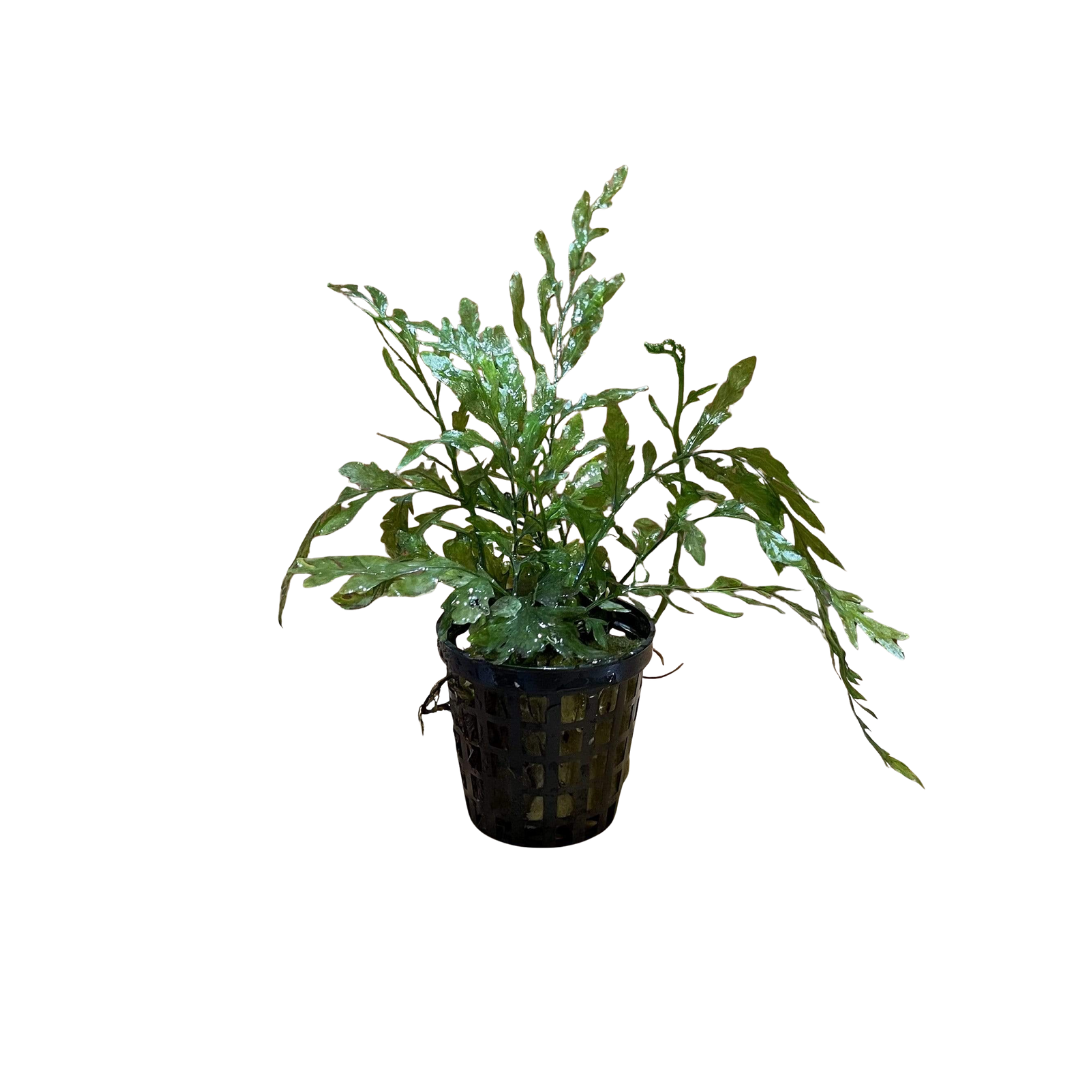 Bolbitis heudelotii (Live Plant)