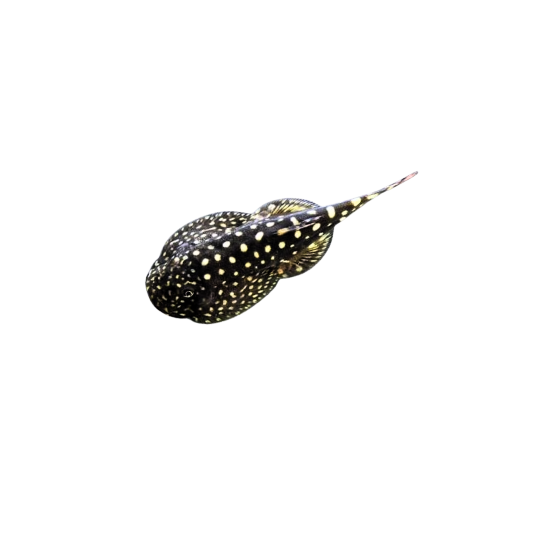 Borneo Sucker - 3cm (Assorted Species) (Gastromyzon spp.) (Live Fish)