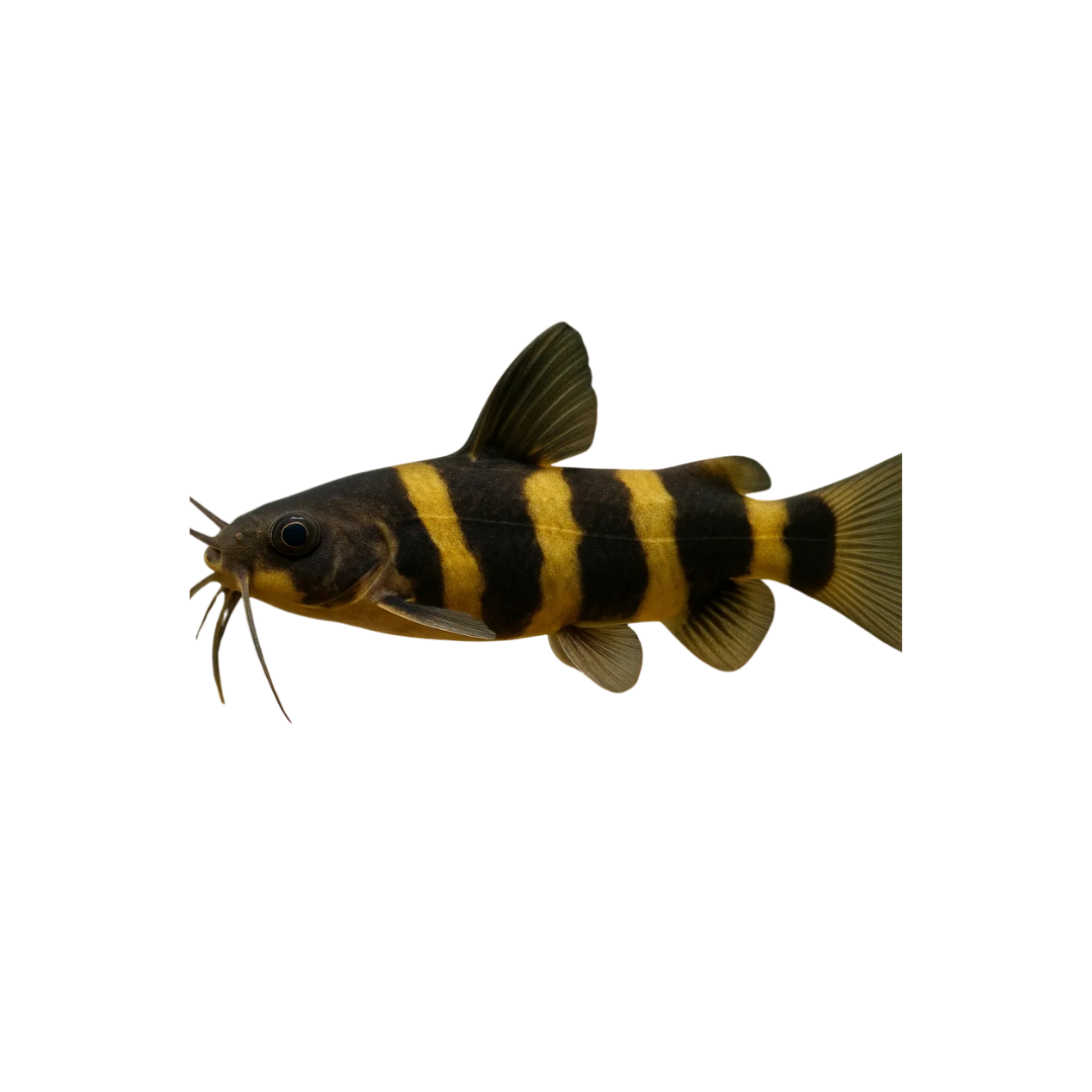 Bumblebee Catfish - 10cm (Microglanis iheringi) (Live Fish)