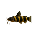 Bumblebee Catfish - 10cm (Microglanis iheringi) (Live Fish)