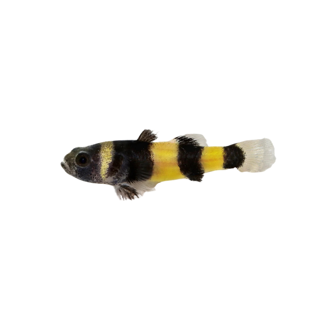 Bumblebee Goby - 1.5cm (Brachygobius sp.) (Live Fish)