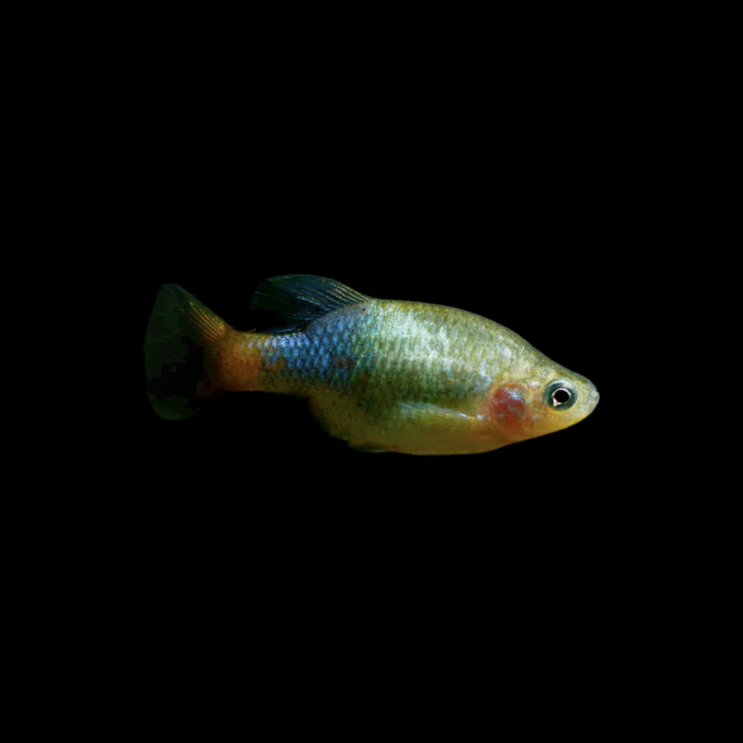 Redtail Splitfin Goodied (Xenotoca Eiseni) - Bred By Nick