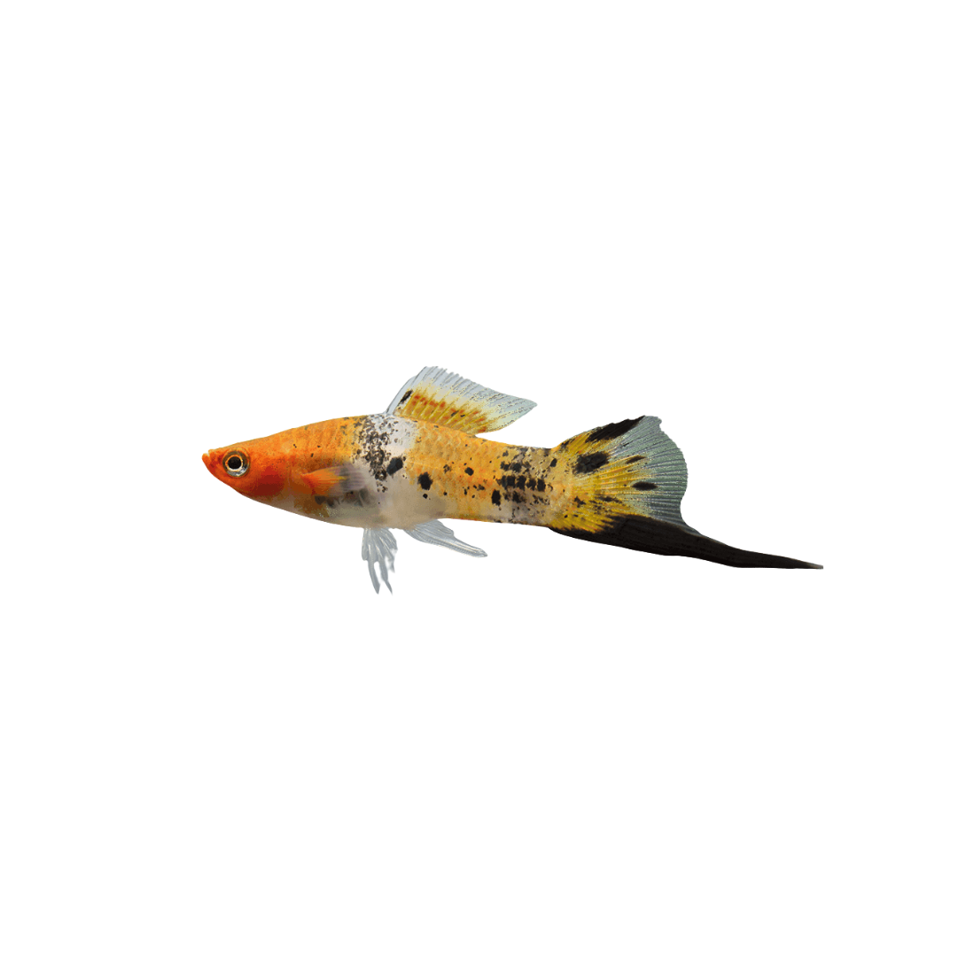 Calico Swordtail - 4cm (Xiphophorus hellerii) (Live Fish)
