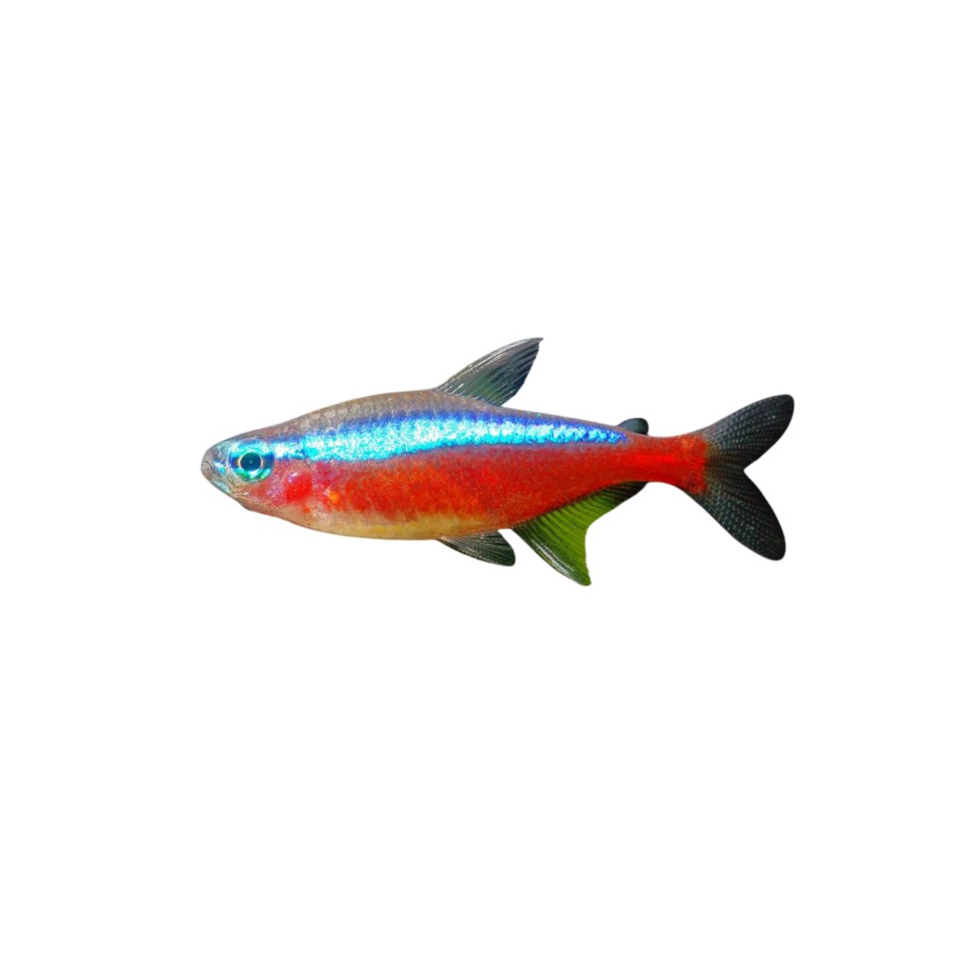 Cardinal Tetra - 3cm (Paracheirodon axelrodi) (Live Fish)