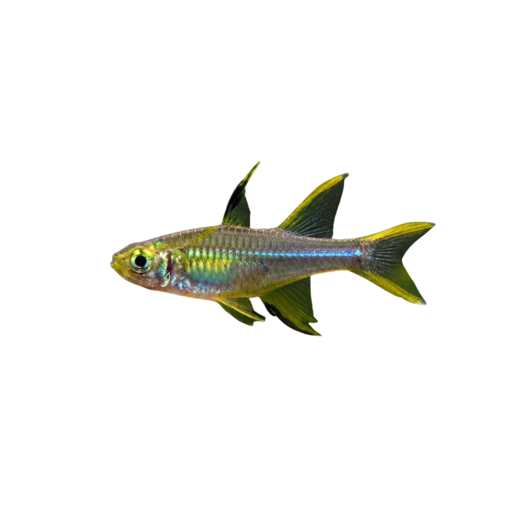 Celebes Rainbowfish - 3cm (Marosatherina ladigesi) (Live Fish)