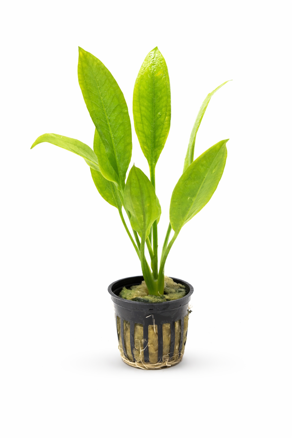 Amazon Sword (Echinodorus bleheri) (Live Plant)