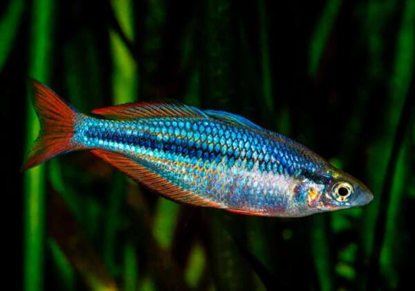 Highland Rainbowfish (Chilatherina campsi) (4cm) - Home Bred