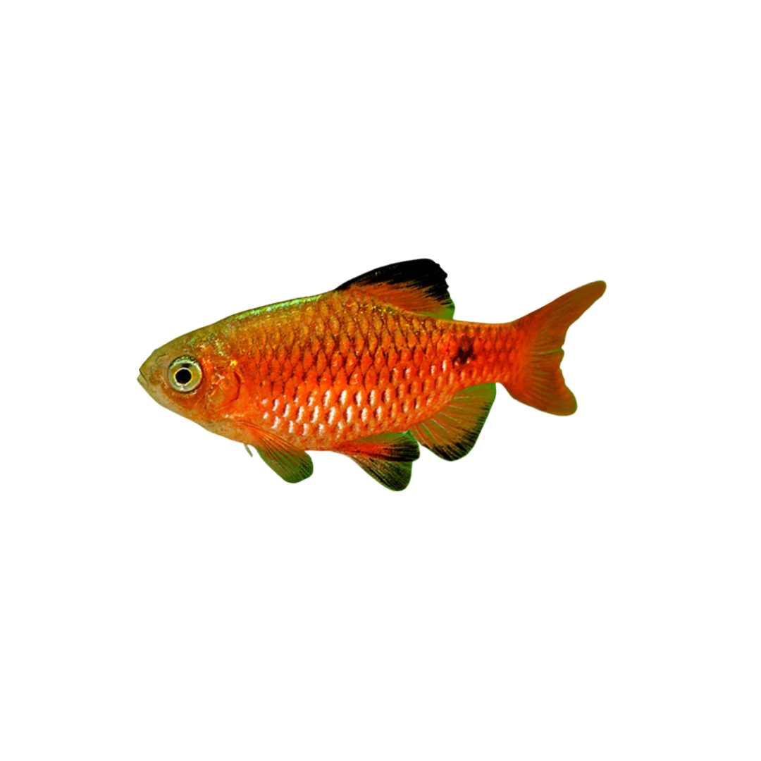 Chilli Rosy Barb - 6cm (Pethia conchonius) (Live Fish)