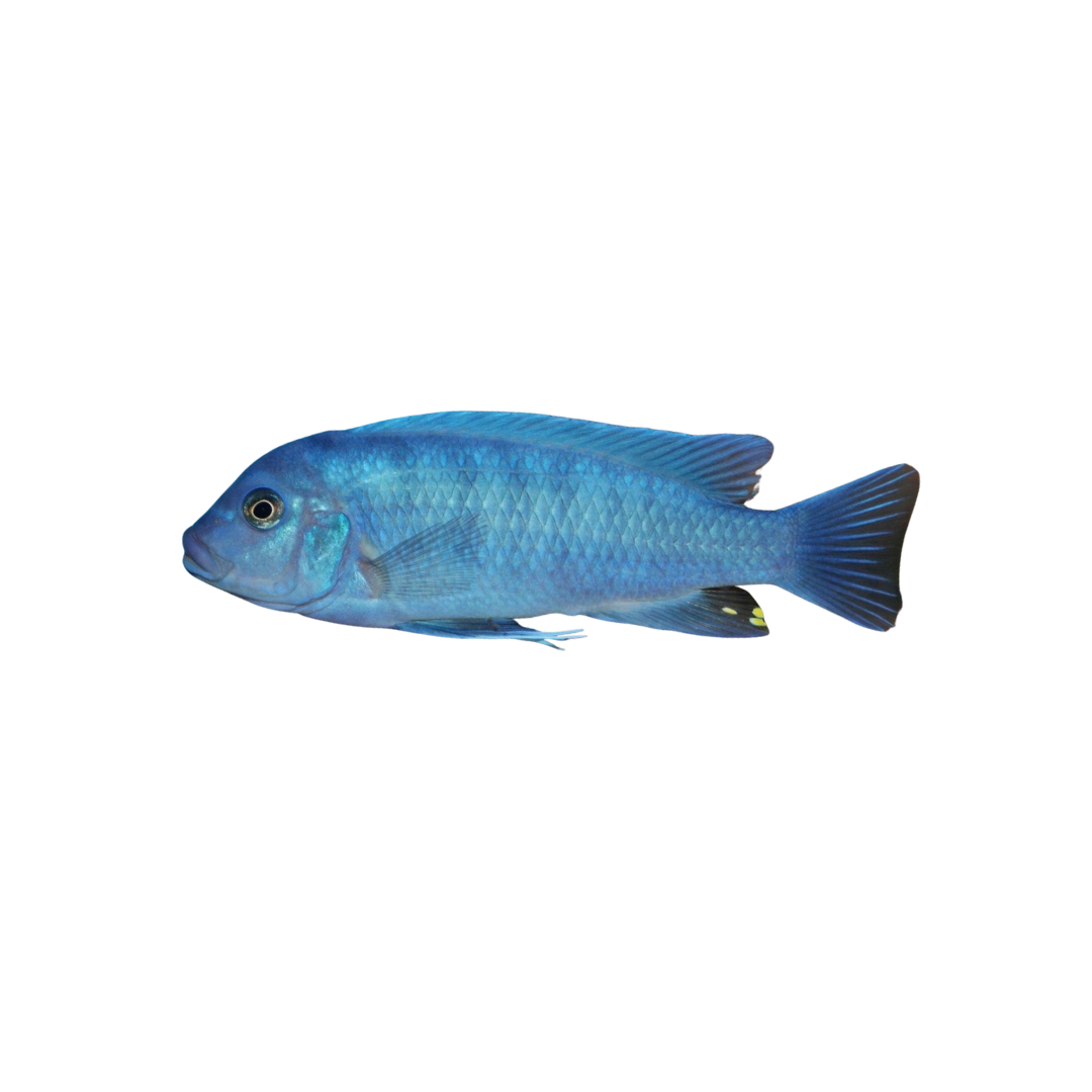 Cobalt Blue Zebra Cichlid - 5cm (Maylandia callinois) (Live Fish)