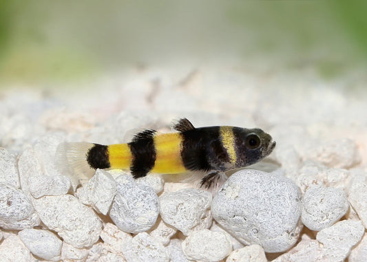 Bumblebee Goby (1.5cm)