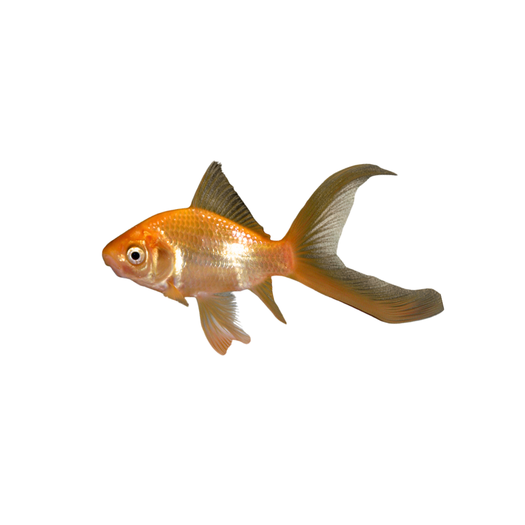 Comet Goldfish - 9cm (Carassius auratus) (Live Fish)