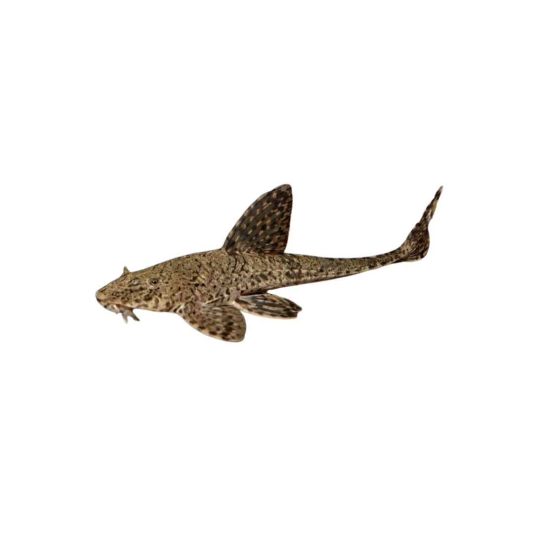 Common Whiptail Catfish (Rineloricaria sp.) (Live Fish)